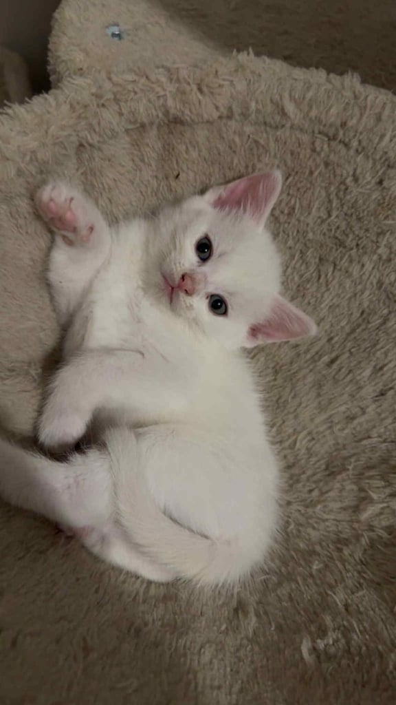 Stunning kittens 
