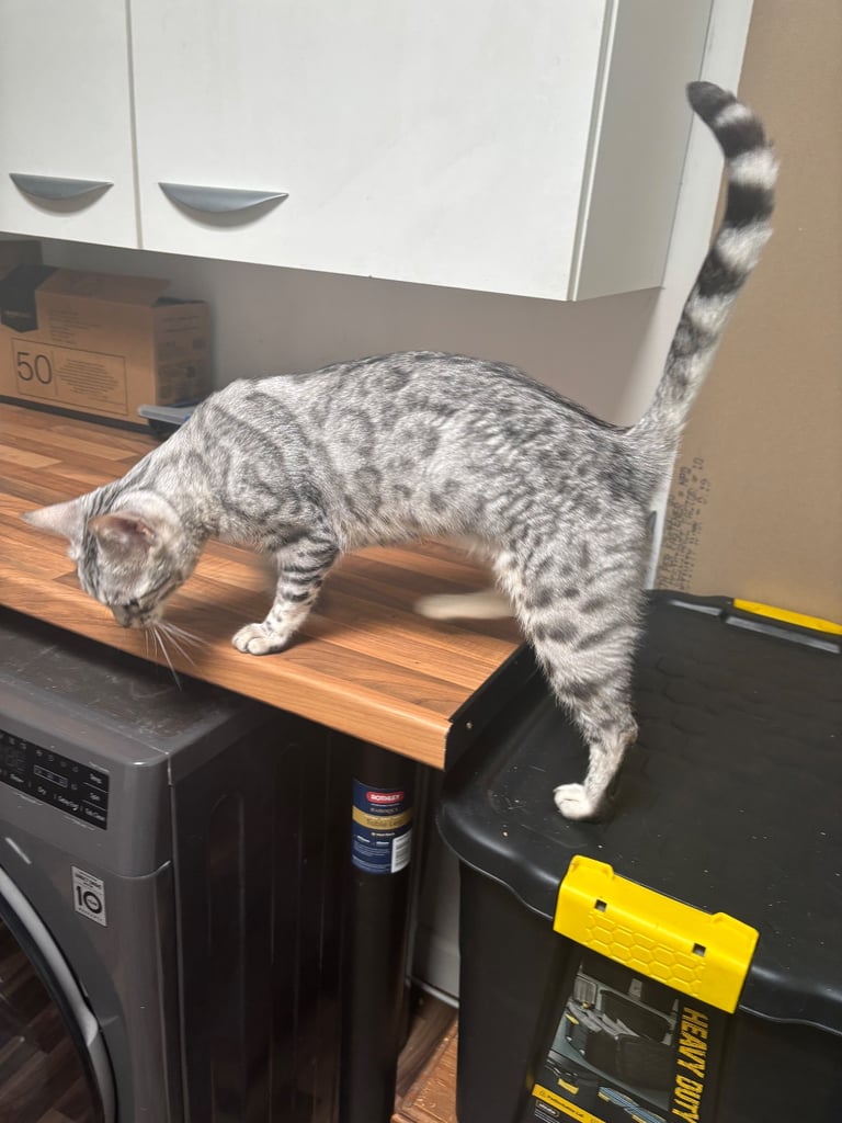 TICA Beautiful Silver Bengal Girl.