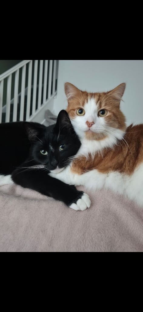 2 beautiful cats need a new home