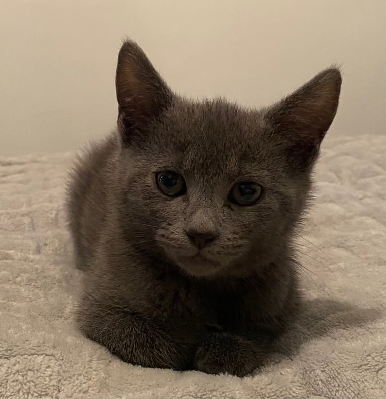 KITTENS 3 GIRLS READY NOW!!