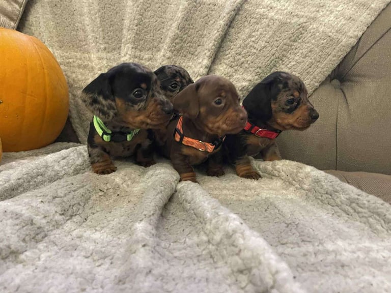 Beautiful Miniature Dachshunds 