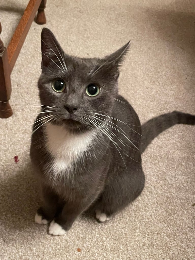 Kittens x1 Boy x2 Girls *1 GIRL LEFT*