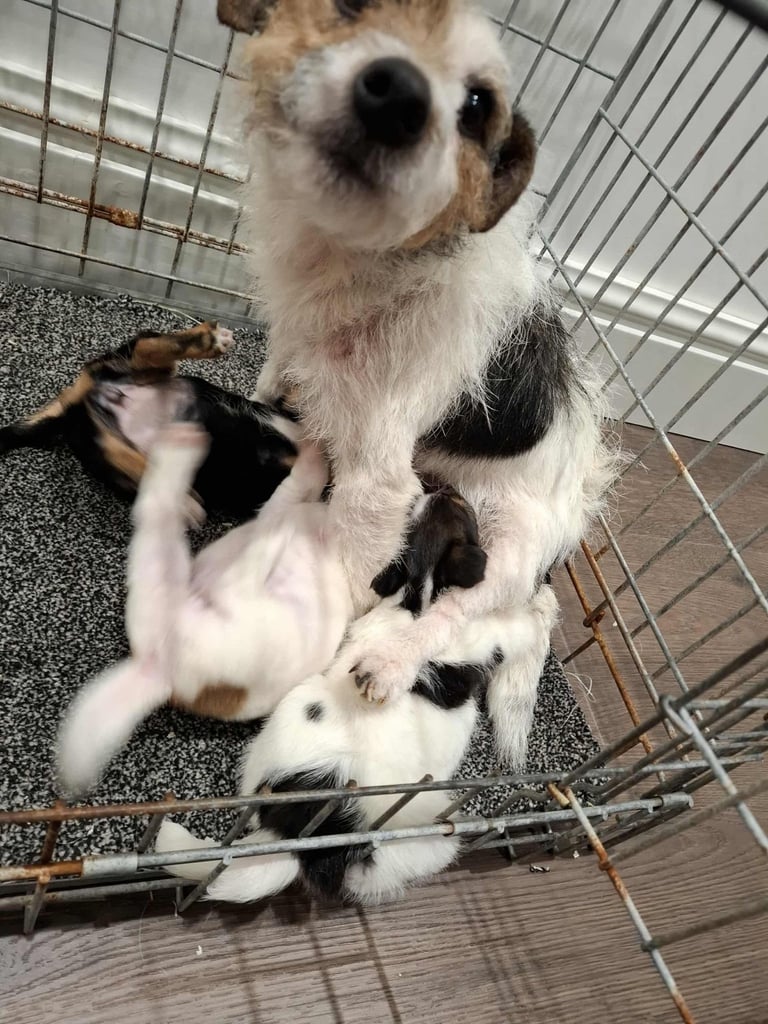 Jack Russell Puppies