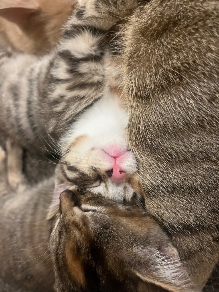 Bengal x Ragdoll Kittens
