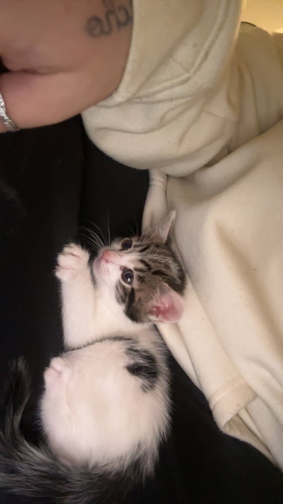 Female tabby kitten 