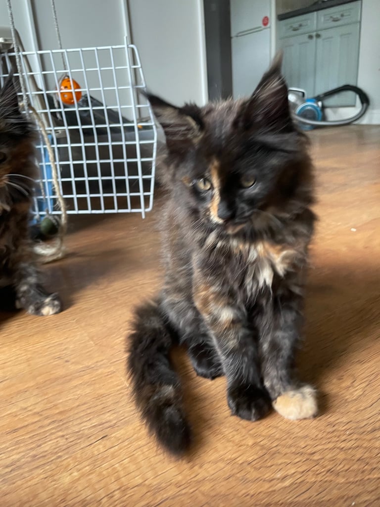 Pedigree Maine Coon kittens