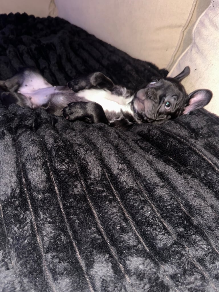 Beautiful Frenchie puppy 