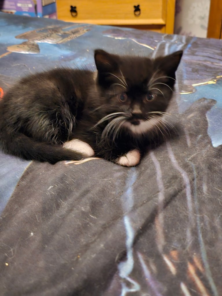 3 male kittens 
