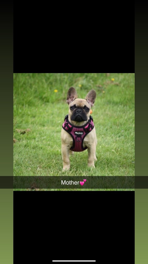 5 beautiful French bulldog puppy’s 