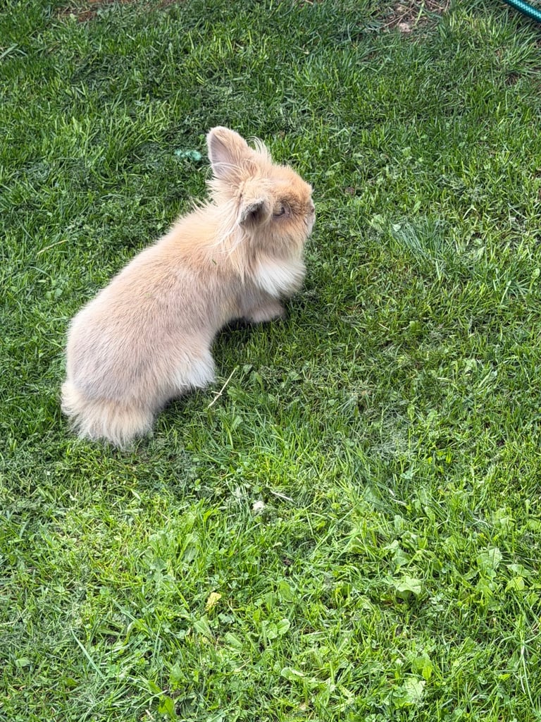 Rabbit hutch bedding and food 