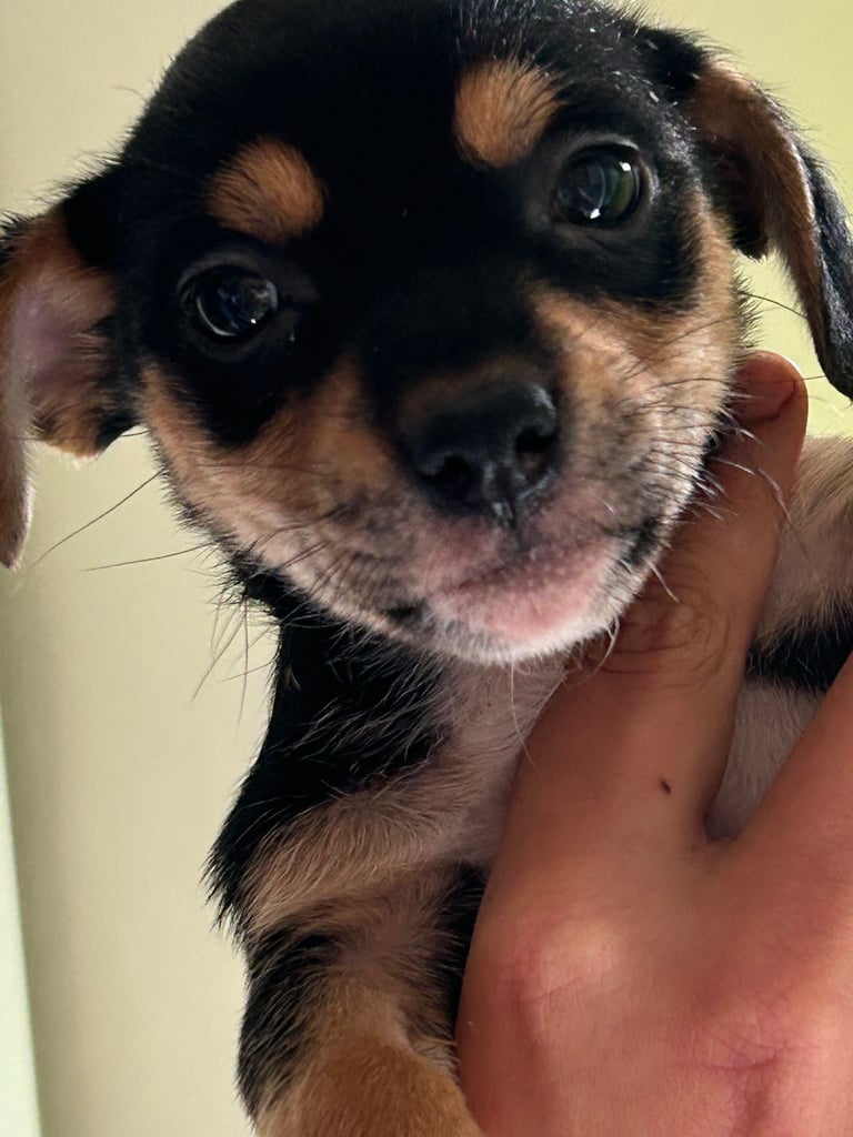 1 beautiful Jack Russell puppy 