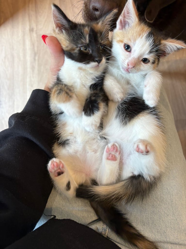 image for Beautiful mix colour kittens 