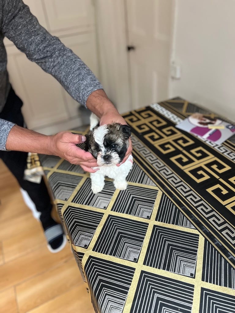 Maltese