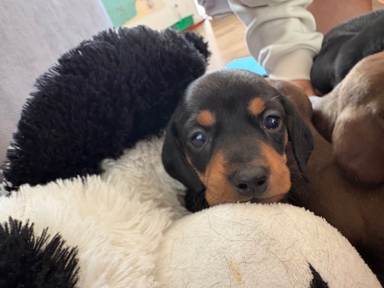 Miniature dachshund puppies 