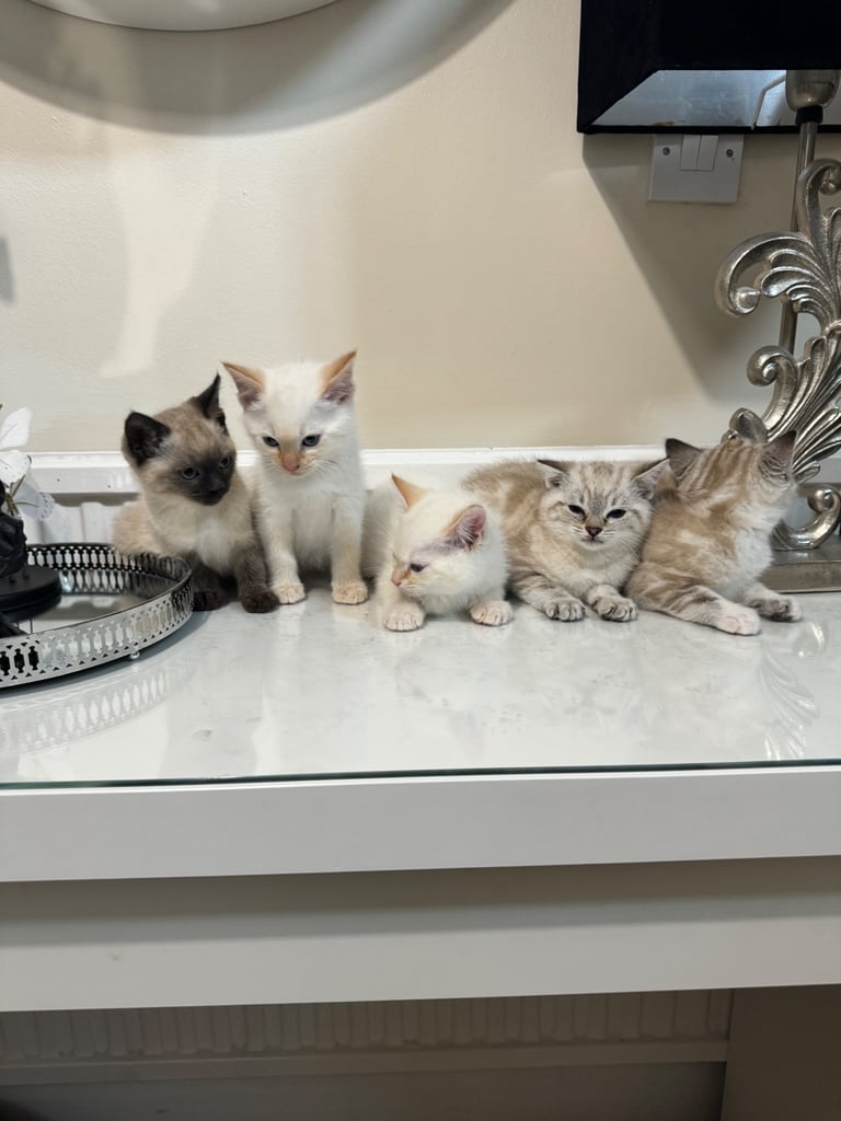Unique shorthair kittens 