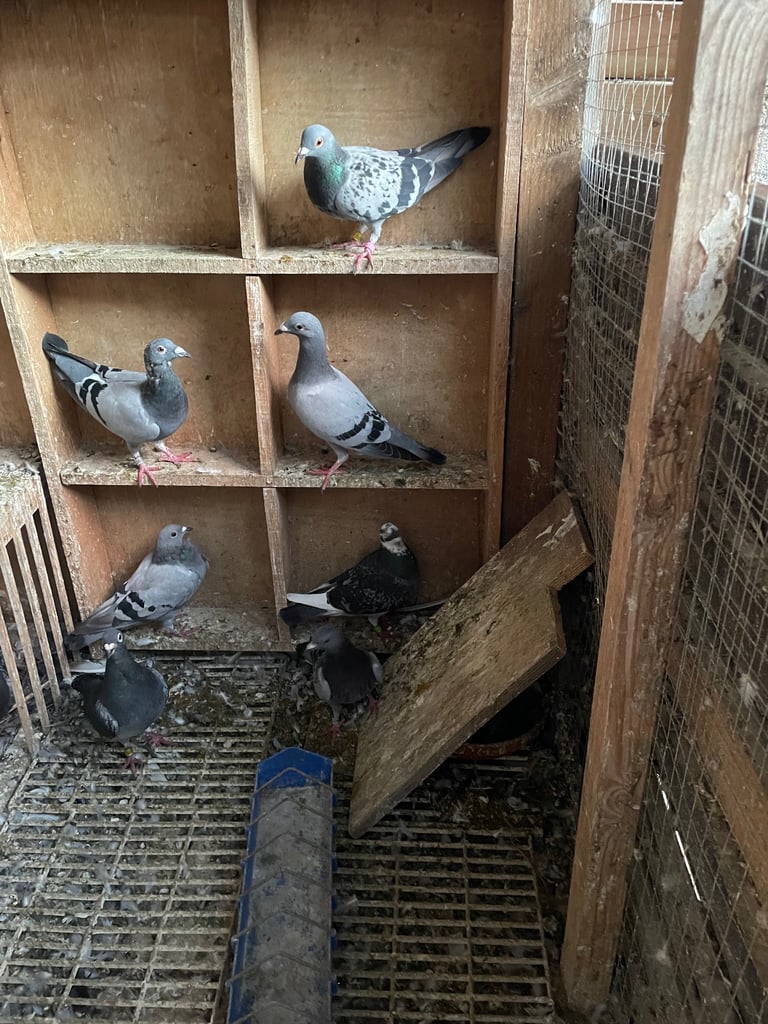 Pigeons FOR sale 