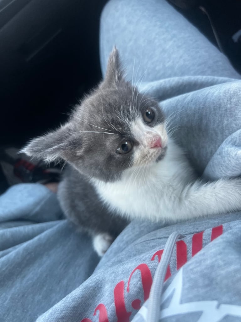 British shorthair kitten 