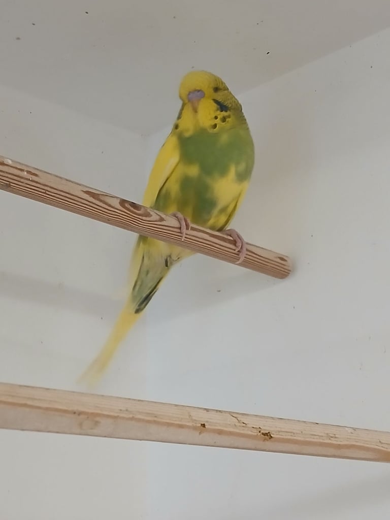 Baby Budgie and 7 mouth old Budgie 