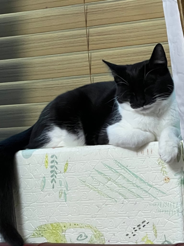 Tuxedo Cute cat for a good home due to travel