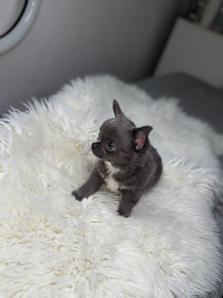Blue chihuahua puppy ready now