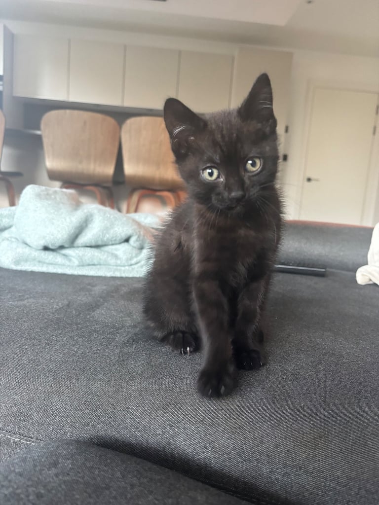 Beautiful, playful male kitten looking for a home.