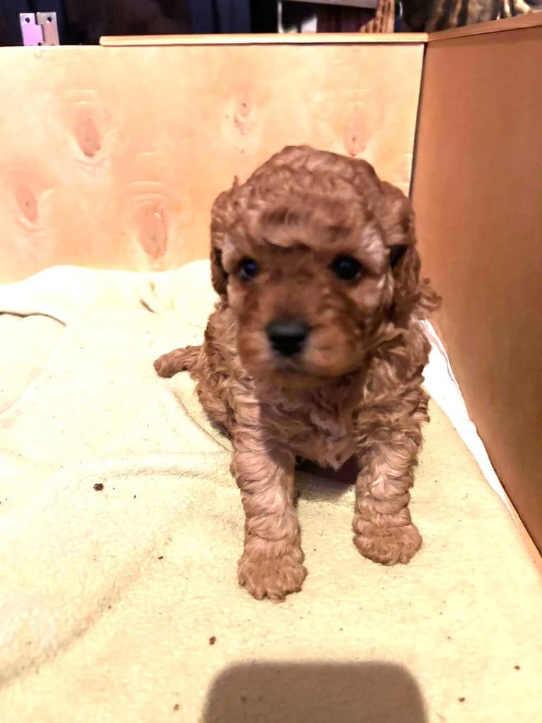 Cute Cavapoo Puppies 1 Boy and 1 Girl