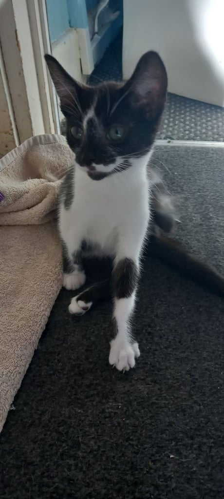 2 Black and white kittens 
