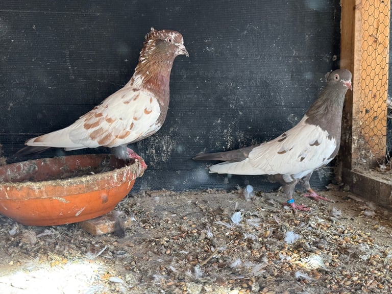 Iranian Pigeons For Sale