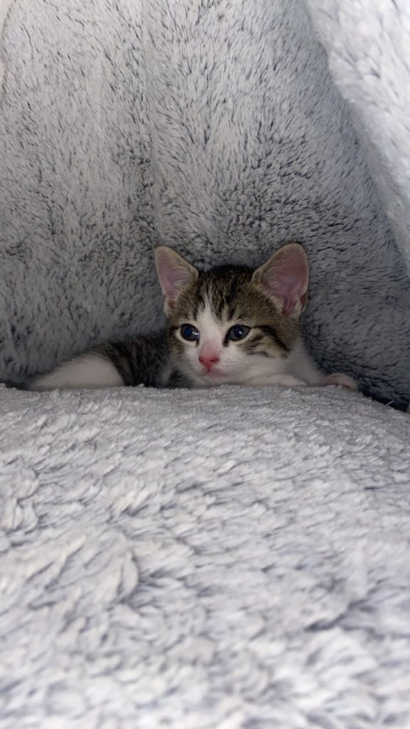 Cute Kitten Awaiting Its Forever Home 🏡 