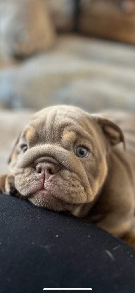Bulldog puppies 8 weeks old