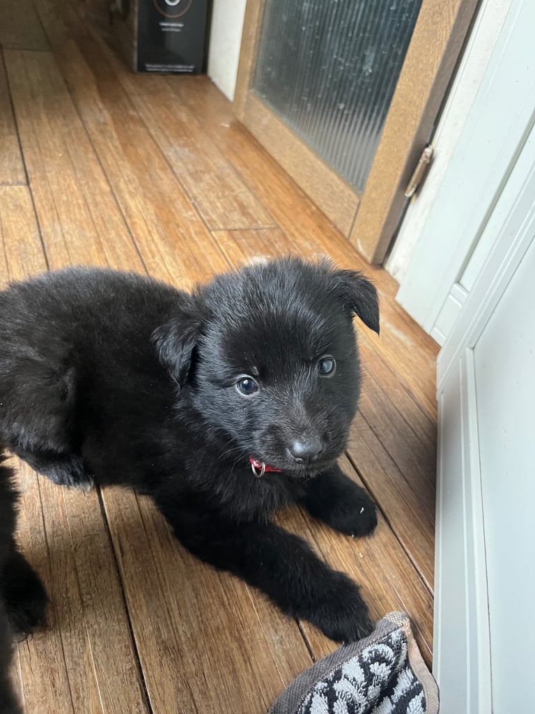 GERMAN SHEPHARD PUPPIES READY TO GO IN 1 WEEK