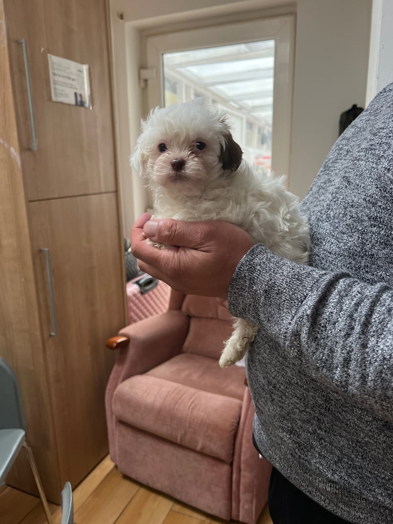 Maltese
