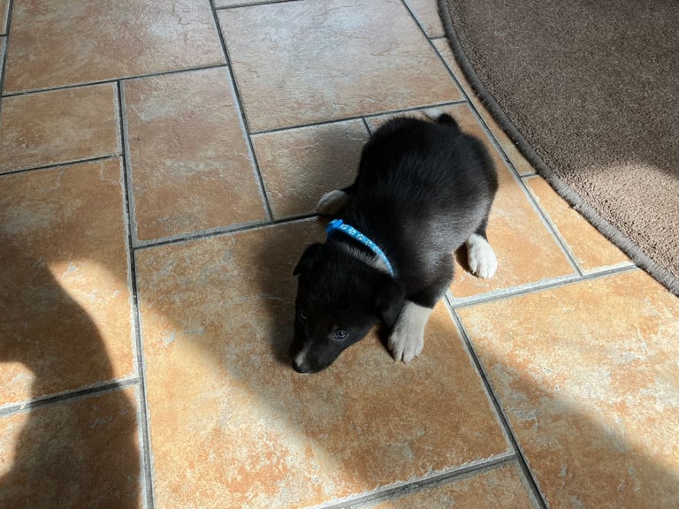 Border Collie Pups