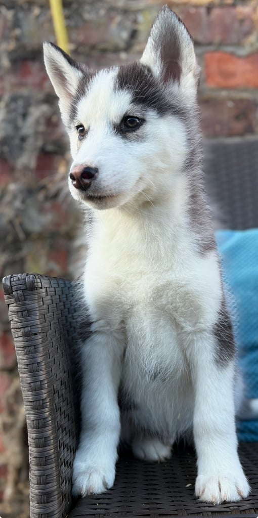 Siberian husky puppies 