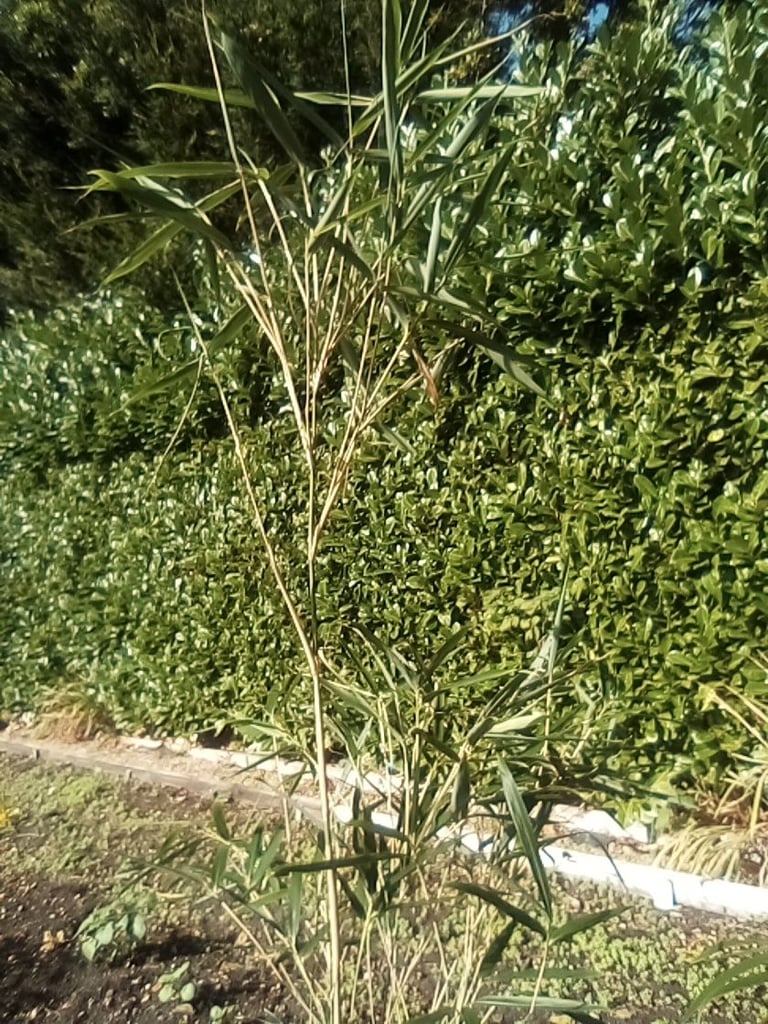 Tall mature bamboo plants - £10 each.