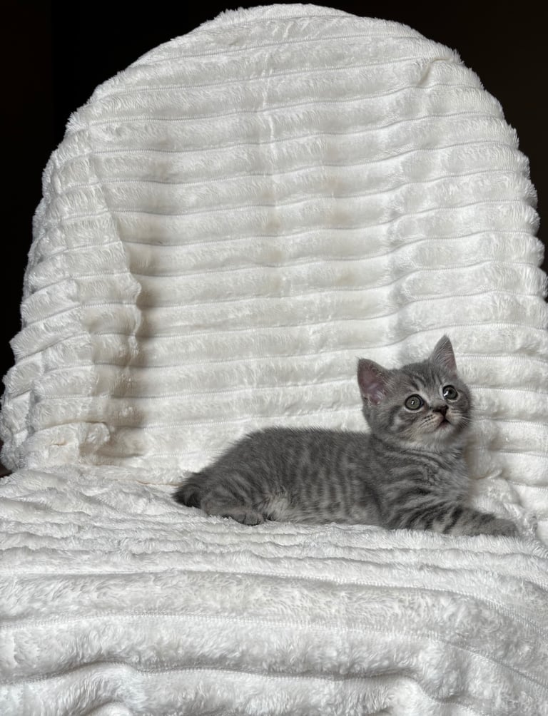 GCCF BRITISH SHORTHAIR & BRITISH LONGHAIR KITTENS