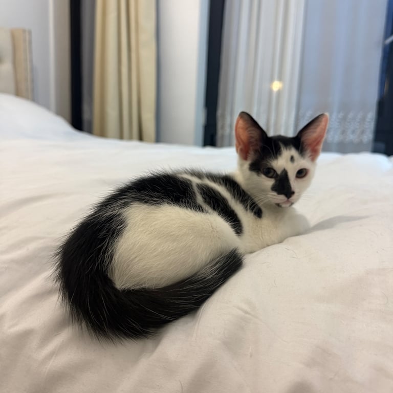 Female kitten looking for a new home!