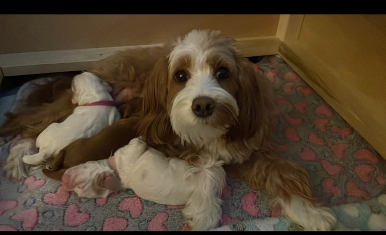 Gorgeous F2b Cockapoo puppies ready to reserve