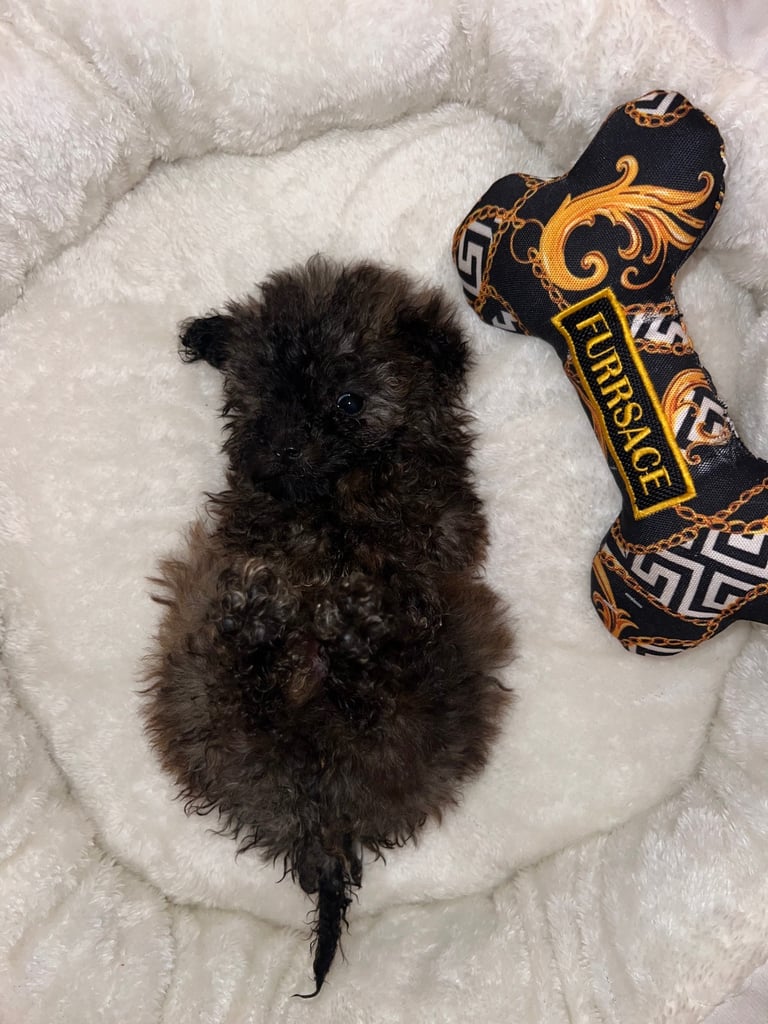 Toy poodle puppies for sale