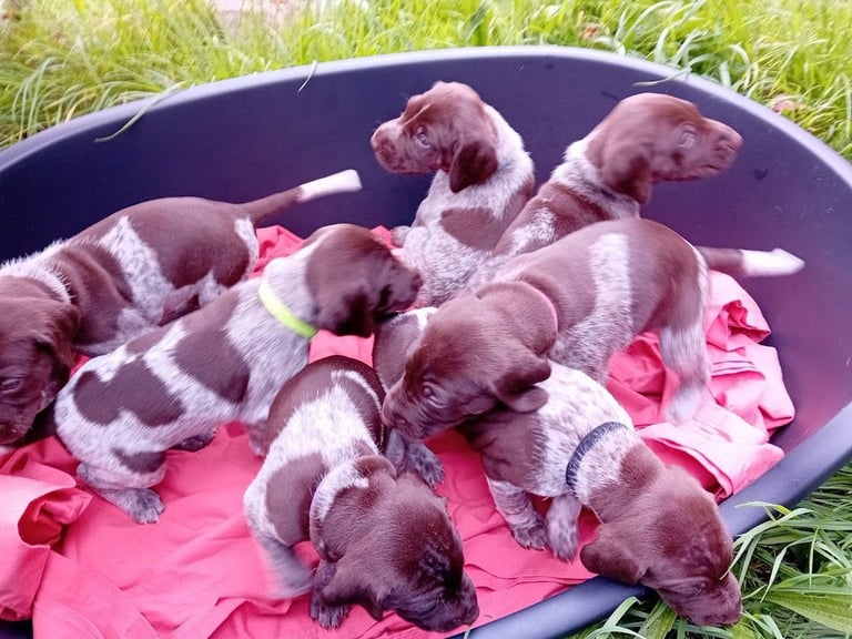 Amazing Pointer Puppies For Sale Excellent Pedigree
