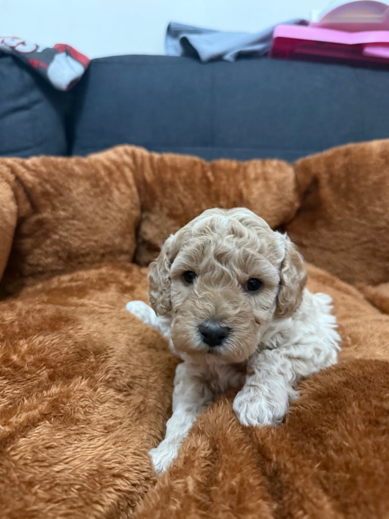 5 Beautiful Miniature Poodles For Sale 