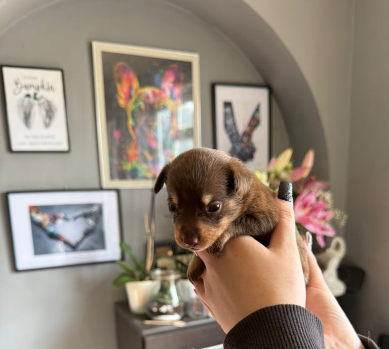 9 * 1 girl left *beautiful dachshund cross pom puppies 