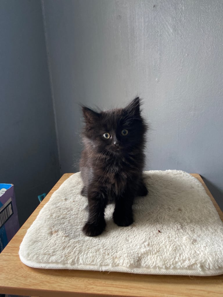 Main coon mix 