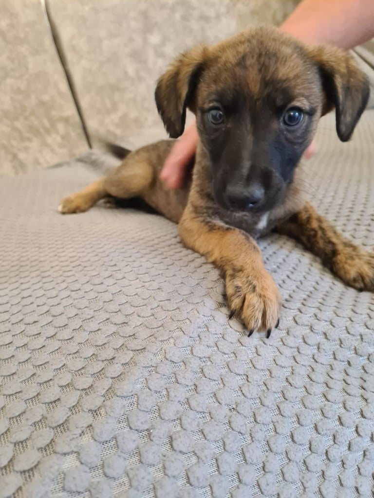 Brindle whippet pups 🐶 