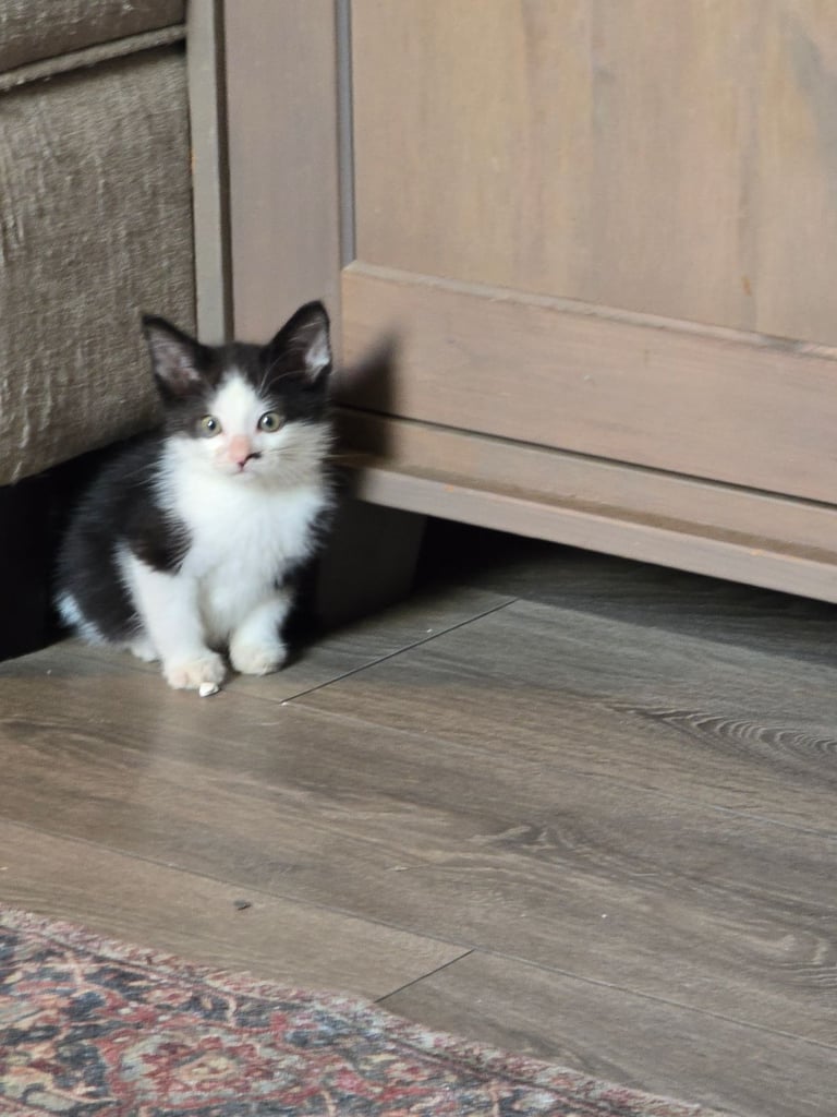 2 Beautiful kittens 