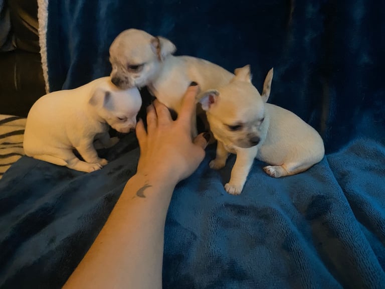 Pedigree Chihuahua puppies 