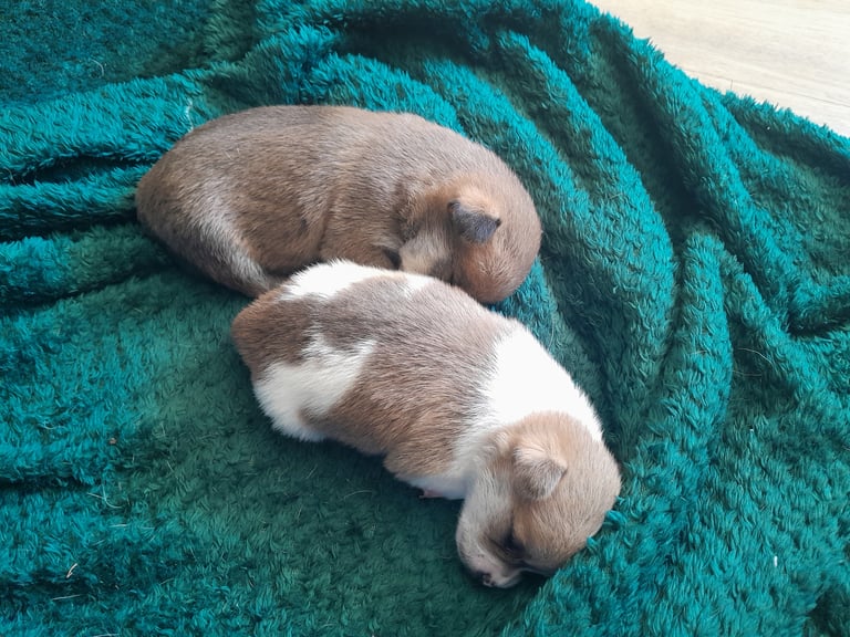 Pomchi puppies for sale 