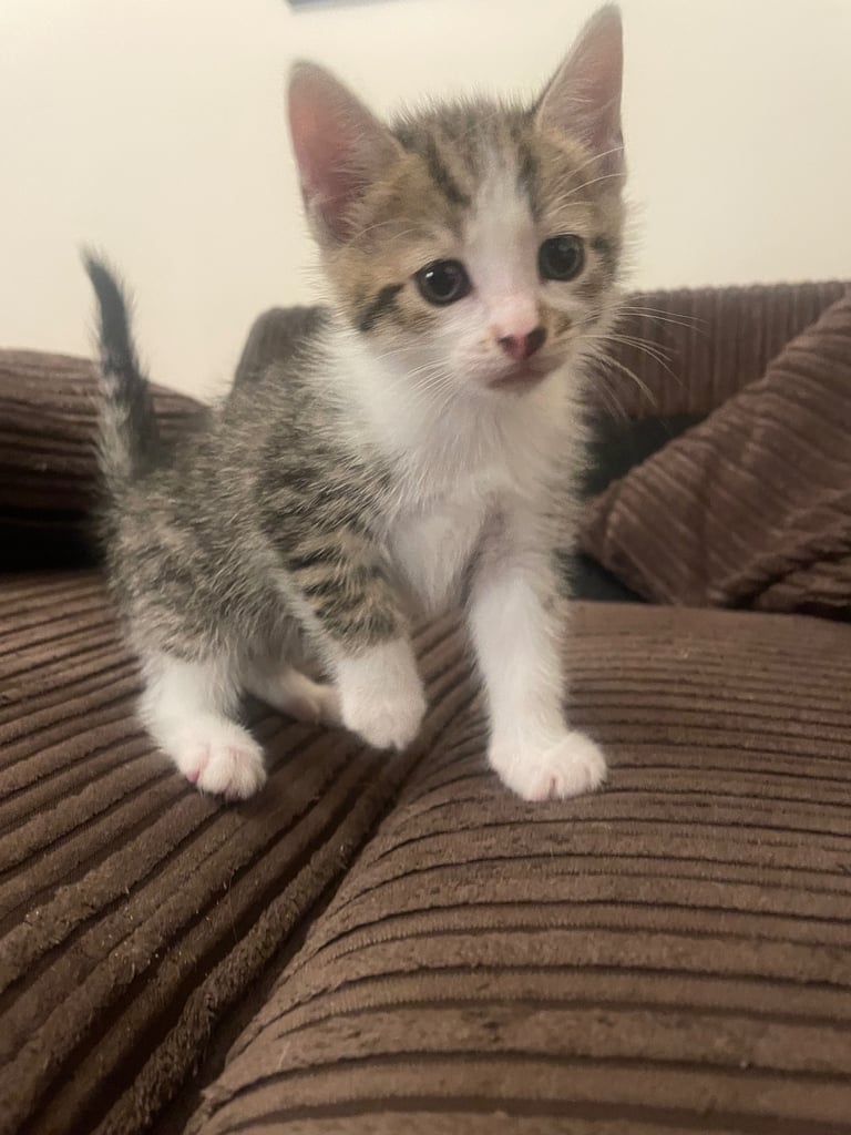 Cute tabby kittens, litter trained, male & female 