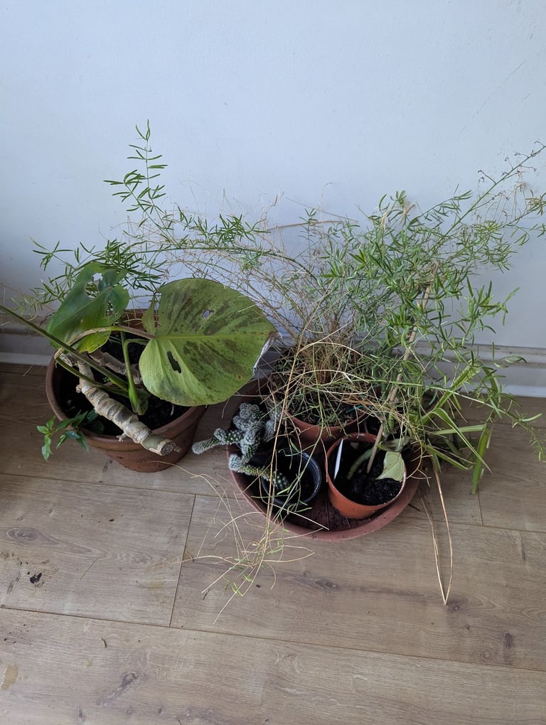 image for Houseplants (in need of TLC)