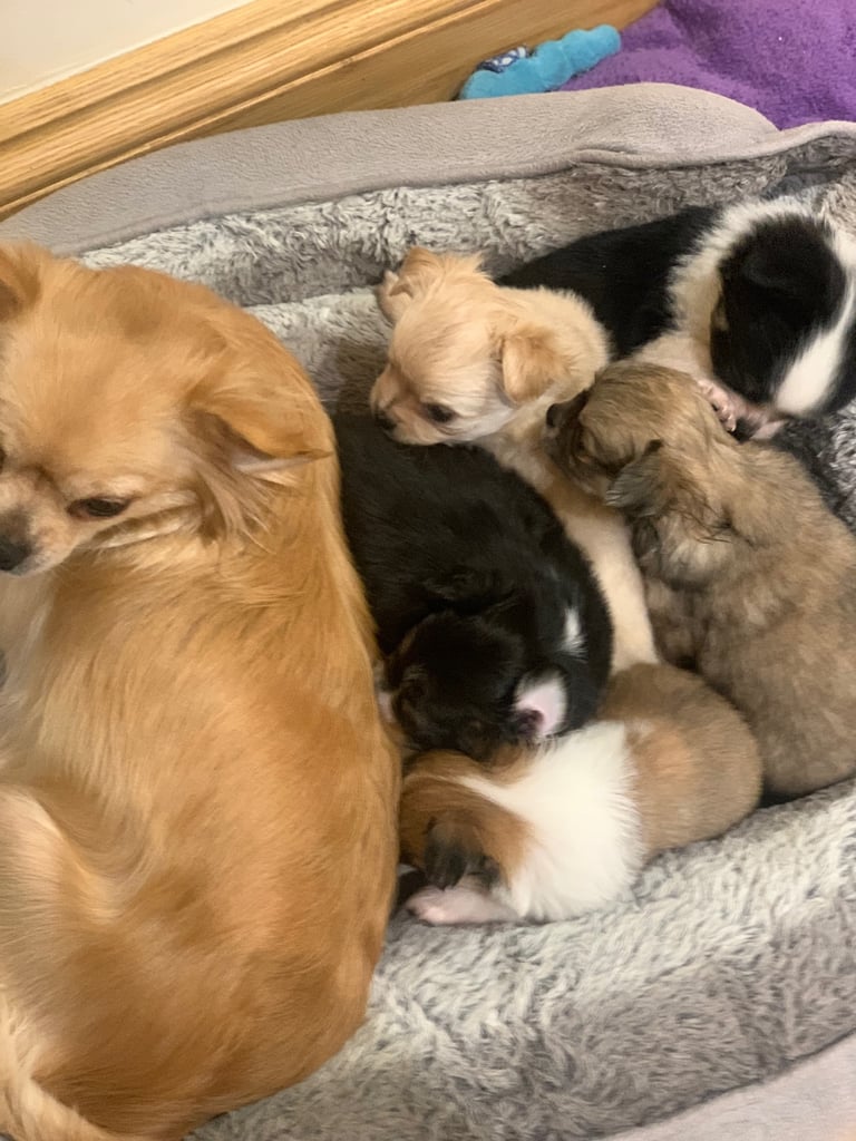 Fluffy teddy bear button head girl left 